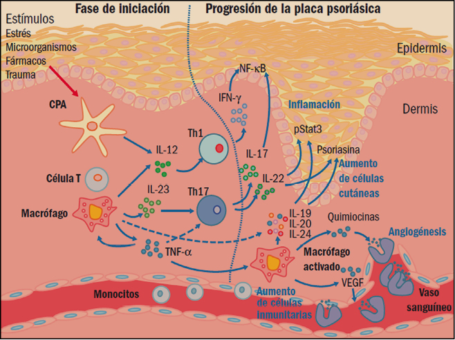 Vivanza Capsulas