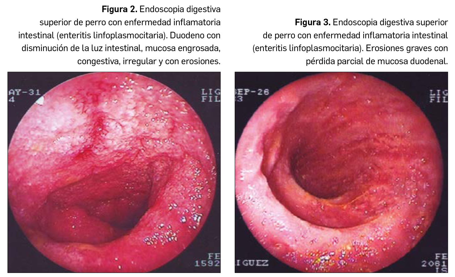 la enfermedad inflamatoria intestinal en perros es mortal